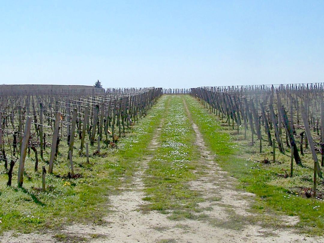 Bare vine rows running away over the limestone plateau above Saint-Émilion before bud burst, a grass track down the middle.